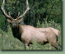 Bull Elk Photo