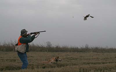 Angelo Nogara Pheasant Hunting