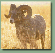 Nelson Bighorn Sheep Photo
